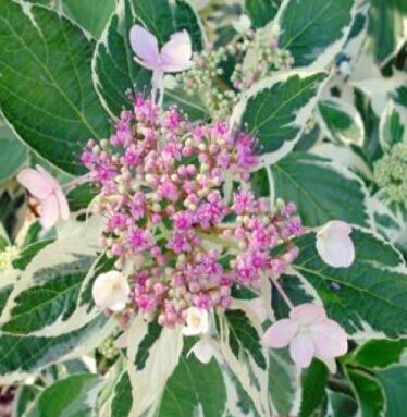 Liellapu hortenzija 'Tricolor'